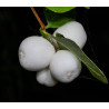 Symphoricarpos albus