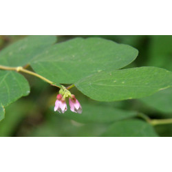 Symphoricarpos albus