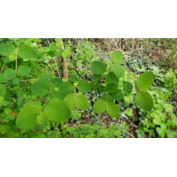 Symphoricarpos albus