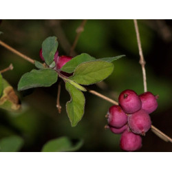 Symphoricarpos orbiculatus