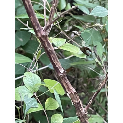 Symphoricarpos orbiculatus