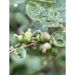 Symphoricarpos orbiculatus