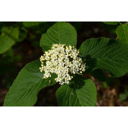 Viburnum lantana