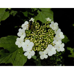 Viburnum opulus