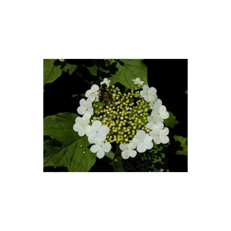 Viburnum opulus