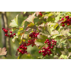 Viburnum opulus