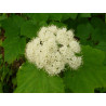 Viburnum orientale