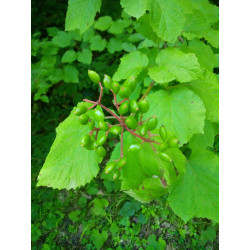 Viburnum orientale
