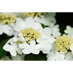 Viburnum plicatum