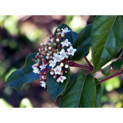 Viburnum tinus
