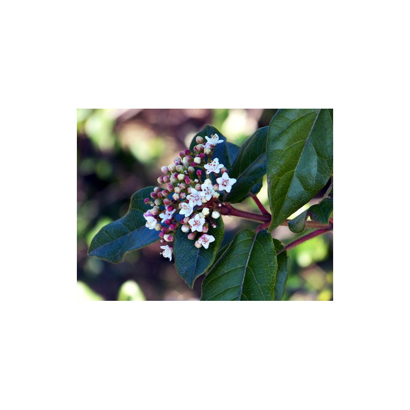 Viburnum tinus