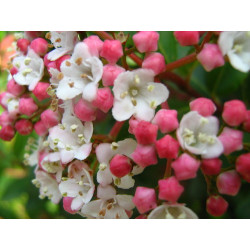 Viburnum tinus