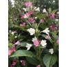 Weigela coraensis