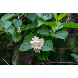 Weigela coraensis