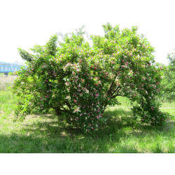 Weigela coraensis