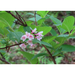 Weigela coraensis
