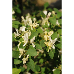 Lonicera numularifolia