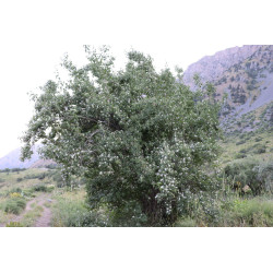 Lonicera numularifolia