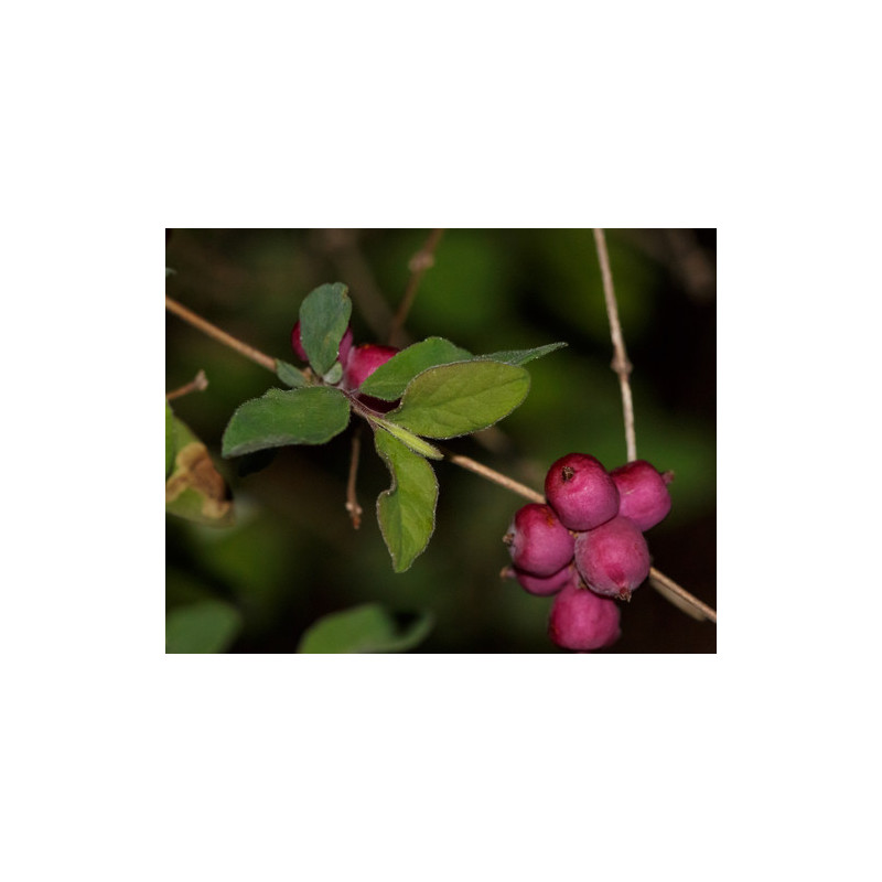 Symphoricarpus orbiculatus