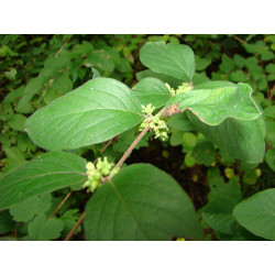 Symphoricarpus orbiculatus