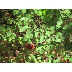 Symphoricarpus orbiculatus