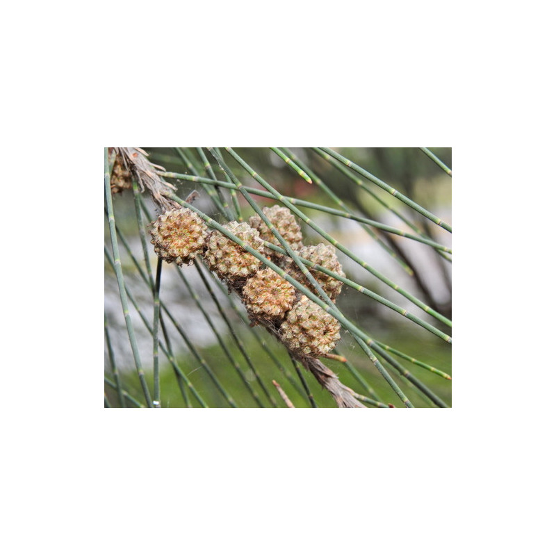 Casuarina equisetifolia
