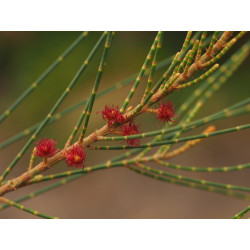 Casuarina equisetifolia
