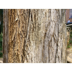 Casuarina equisetifolia