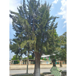 Casuarina equisetifolia