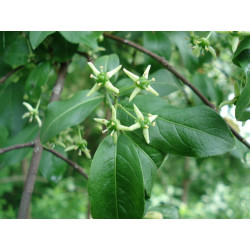 Euonymus europaeus