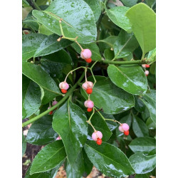 Euonymus japonica