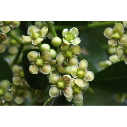 Euonymus japonica