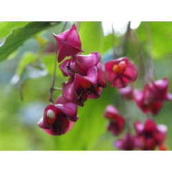 Euonymus latifolius