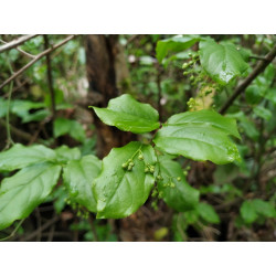 Euonymus leiophloeus