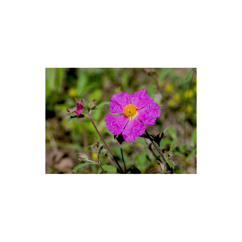 Cistus creticus