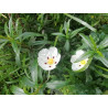 Cistus ladenifer