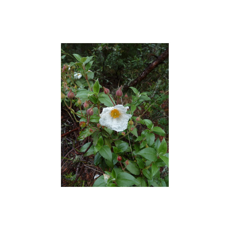 Cistus laurifolius