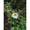 Cistus laurifolius