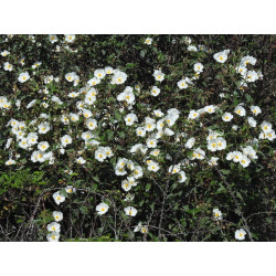 Cistus laurifolius