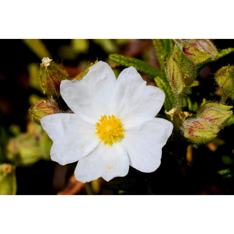 Cistus monspeliensis