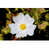 Cistus monspeliensis
