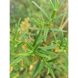 Cistus monspeliensis