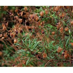 Cistus monspeliensis