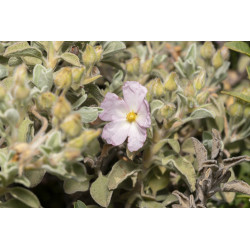 Cistus parviflorus