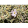 Cistus parviflorus