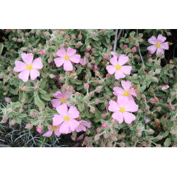 Cistus parviflorus