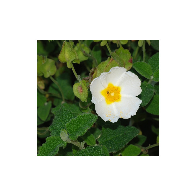 Cistus salviifolius