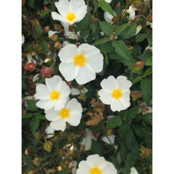 Cistus salviifolius