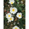Cistus salviifolius