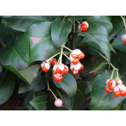 Euonymus fortunei